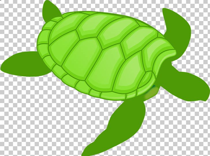 Green Sea Turtle PNG, Clipart, Animal, Animals, Artwork, Cartoon, Clip Art Free PNG Download