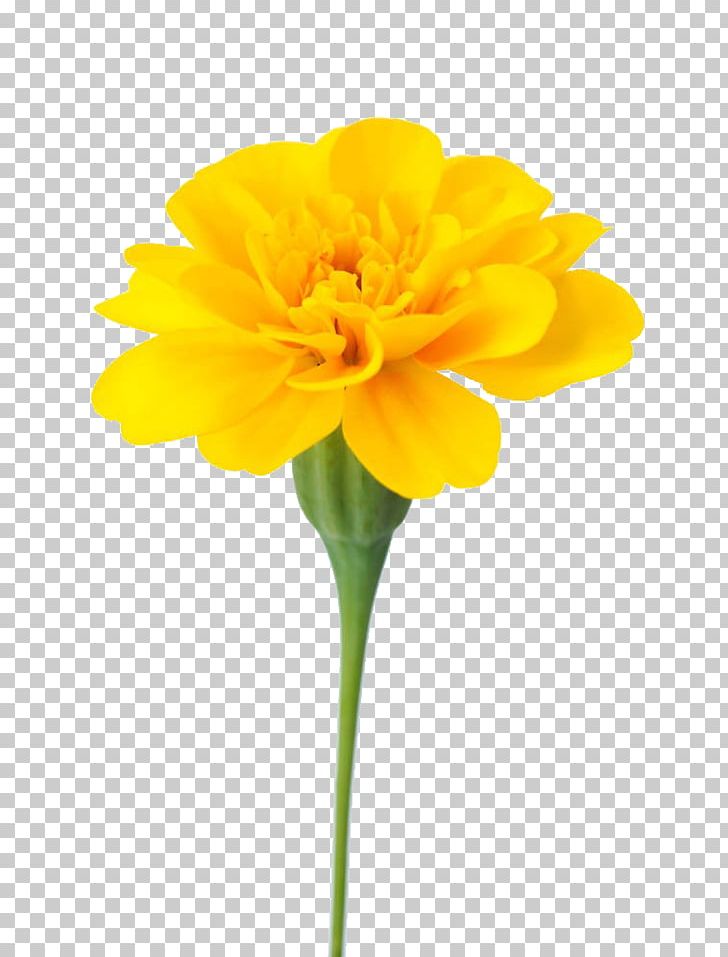 Mexican Marigold Flower Calendula Officinalis Dahlia PNG, Clipart, Calendula, Chamomile, Chrysanthemum, Cut Flowers, Daisy Family Free PNG Download