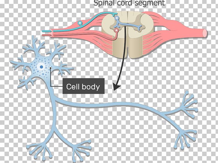 Neuron Soma Nervous System Axon Dendrite PNG, Clipart, Anatomy, Area, Axon, Beak, Bird Free PNG Download