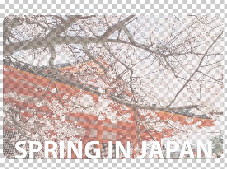 Heian Shrine Cherry Blossom Heian Jingu Shrine PNG, Clipart, Area, Branch, Cherry, Cherry Blossom, Einzelsprache Free PNG Download