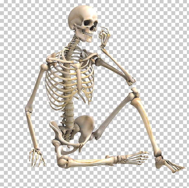 Human Skeleton Stock Photography Bone Skeletal Muscle PNG, Clipart, Anatomy, Askfm, Bone, Bone Fracture, Bones Free PNG Download