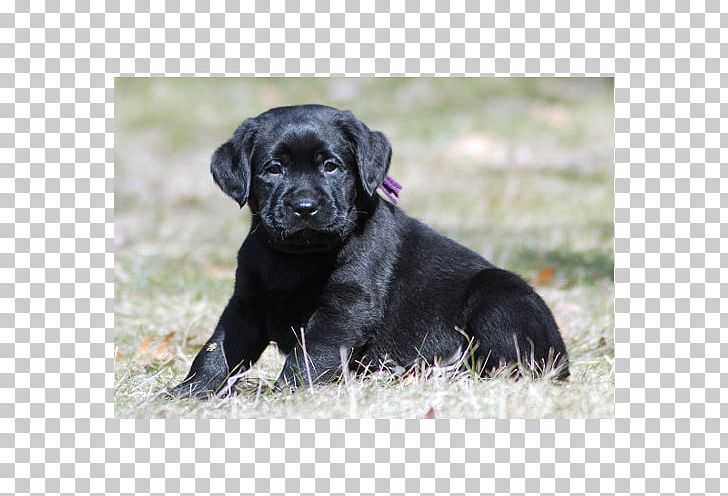 Labrador Retriever Flat-Coated Retriever Puppy Dog Breed Borador PNG, Clipart, American Kennel Club, Bre, Breeder, Breed Group Dog, Carnivoran Free PNG Download