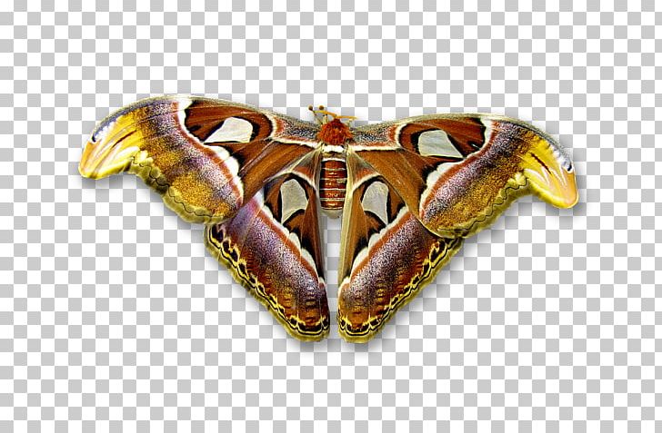 Long-sleeved T-shirt Moth PNG, Clipart, Arthropod, Butterfly, Canvas, Decapoda, Insect Free PNG Download