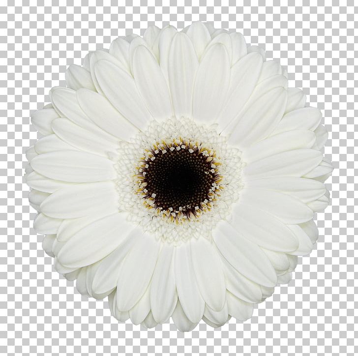 Transvaal Daisy Cut Flowers Junkspace: Repenser Radicalement L'espace Urbain Floristry PNG, Clipart,  Free PNG Download