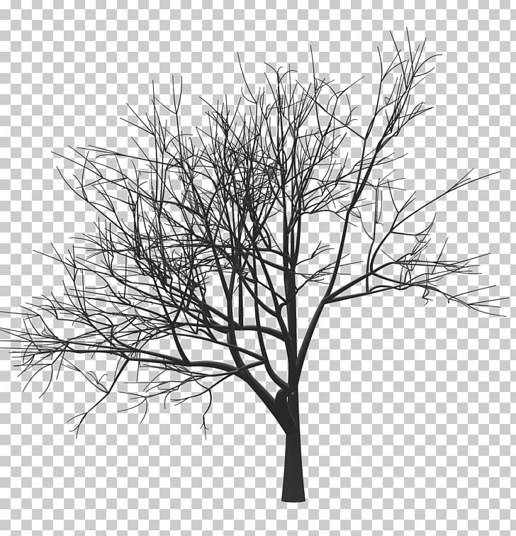 Tree Drawing Woody Plant Twig Monochrome PNG, Clipart, Animation, Black And White, Branch, Celebrities, Computer Graphics Free PNG Download