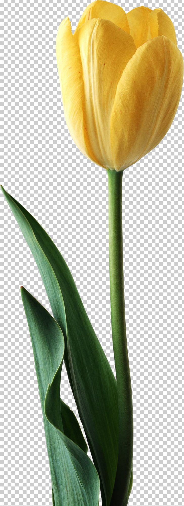 Tulip Cut Flowers Red Yellow PNG, Clipart, Arum, Blue, Bud, Calas, Color Free PNG Download
