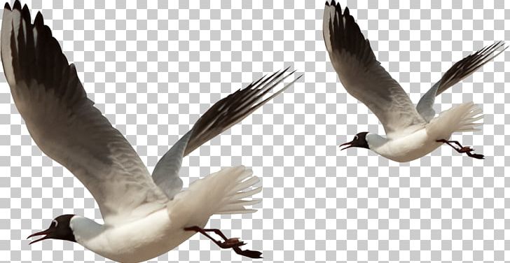 Bird PNG, Clipart, Animals, Beak, Bird, Charadriiformes, Encapsulated Postscript Free PNG Download