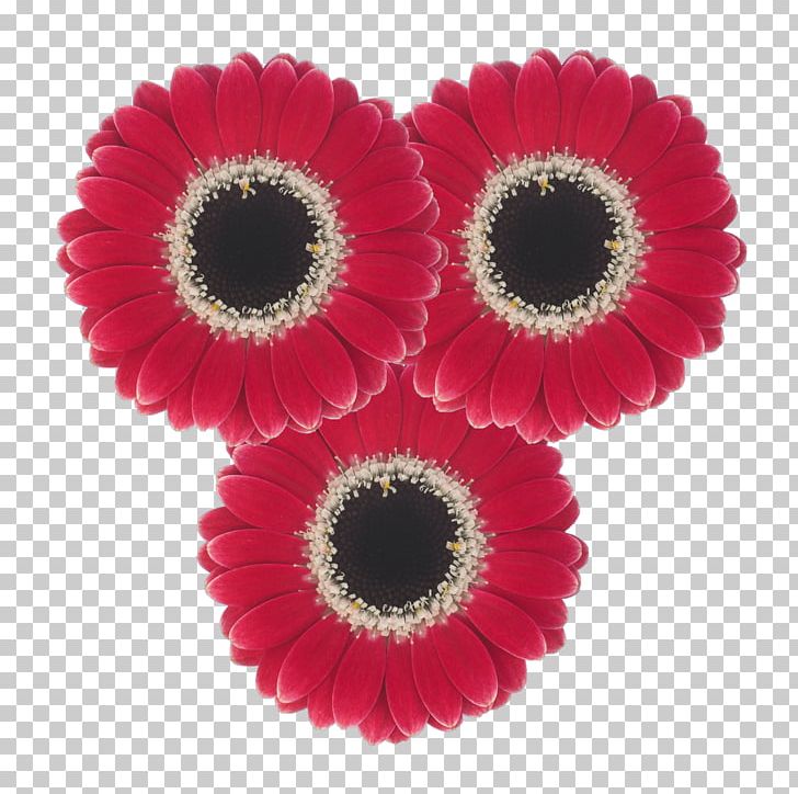 Transvaal Daisy Cut Flowers Daisy Family Common Daisy PNG, Clipart,  Free PNG Download