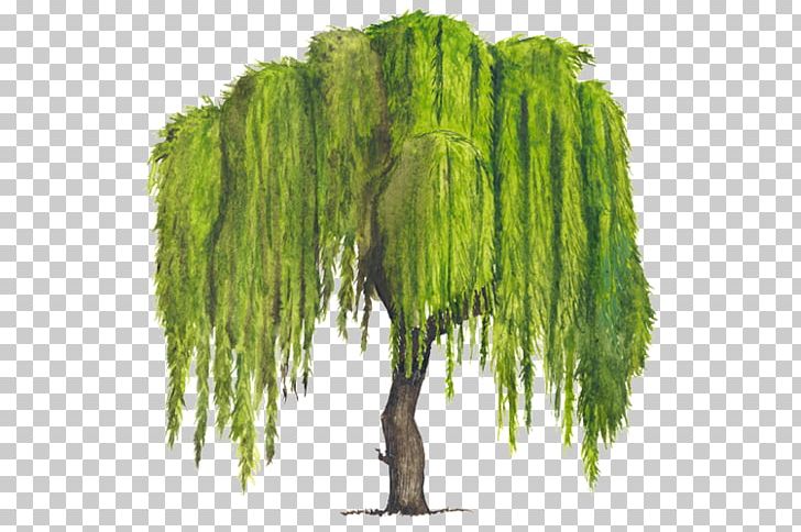 How to draw a willow tree with a pencil stepbystep tutorial