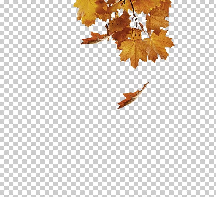 Twig Maple Leaf Desktop Computer PNG, Clipart, Autumn, Branch, Computer, Computer Wallpaper, Desktop Wallpaper Free PNG Download