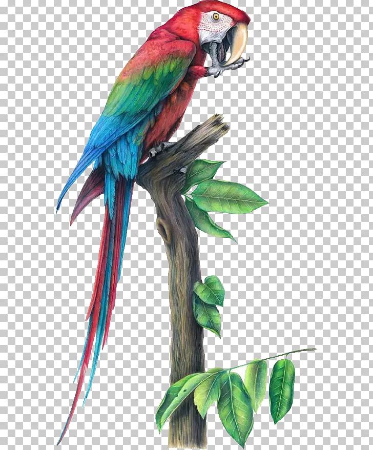 Bird Parrot Macaw Drawing Illustration PNG, Clipart, Animals, Architecture, Art, Beak, Bird Anatomy Free PNG Download