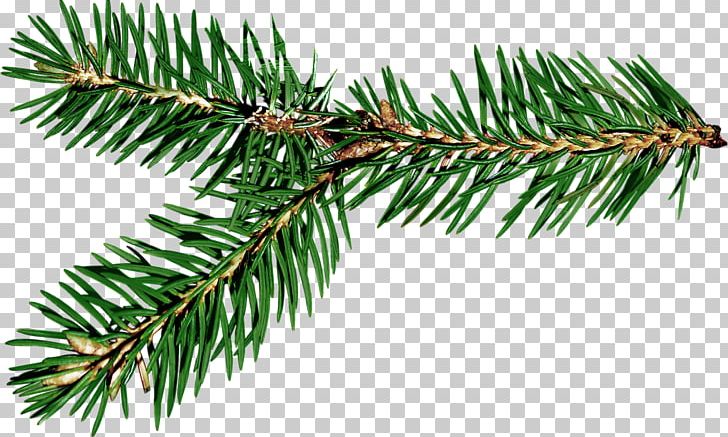 Ded Moroz Spruce Branch New Year Gift PNG, Clipart, Biome, Birthday, Branch, Christmas, Christmas Ornament Free PNG Download