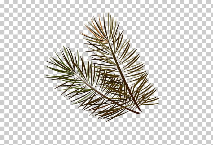 Spruce Pine Fir Twig Leaf PNG, Clipart, Branch, Conifer, Fir, Leaf, Pine Free PNG Download