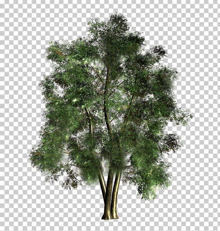 Tree Forest PNG, Clipart, Architectural Rendering, Black Locust, Branch, Forest, Green Tree Free PNG Download