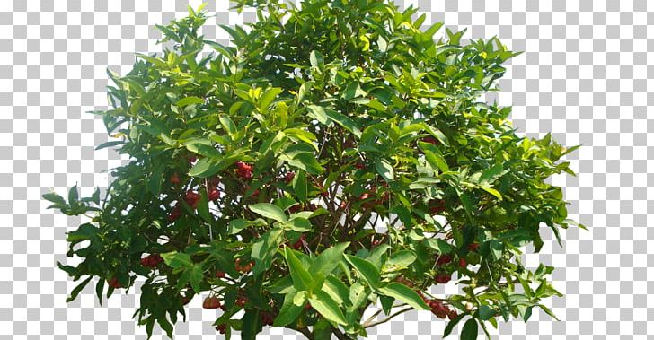 Watery Rose Apple Common Guava Tree Crop Mangifera Indica PNG, Clipart, Benih, Common Guava, Crop, Durian, Evergreen Free PNG Download