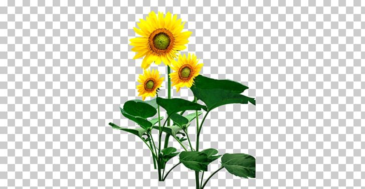 Common Sunflower PNG, Clipart, Computer Wallpaper, Daisy Family, Flower, Flower Arranging, Flowers Free PNG Download