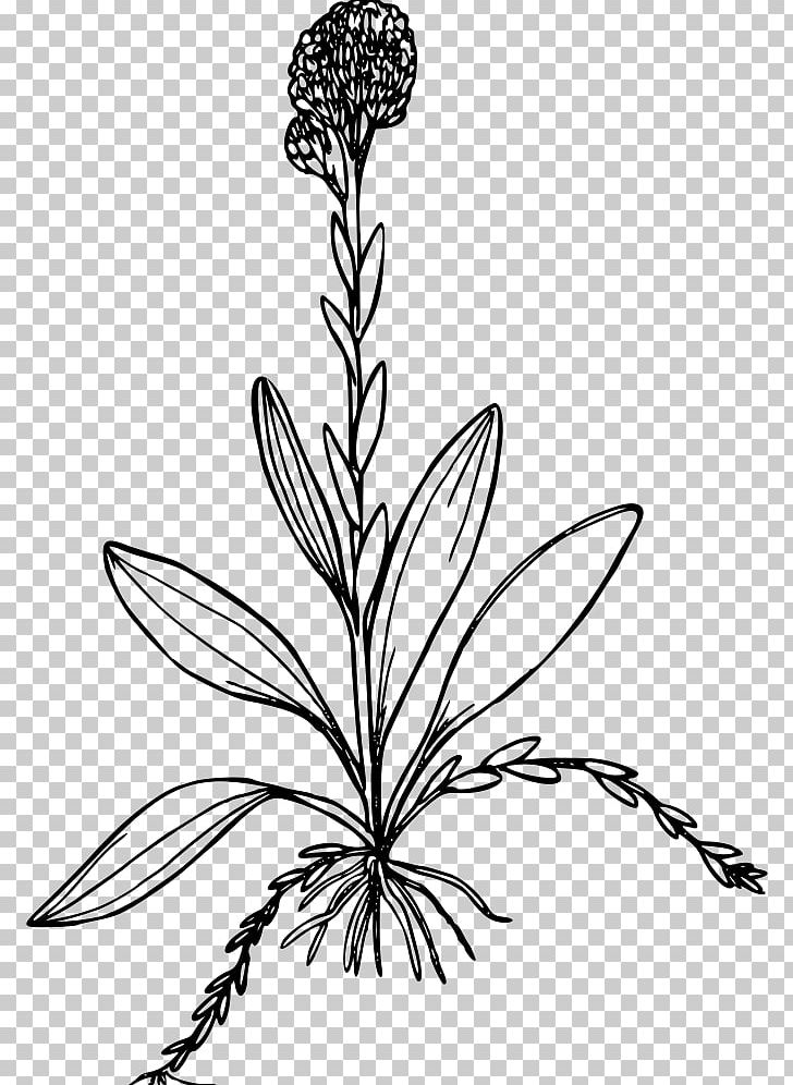 Antennaria Corymbosa Computer Icons PNG, Clipart, Artwork, Black And White, Branch, Computer Icons, Flora Free PNG Download