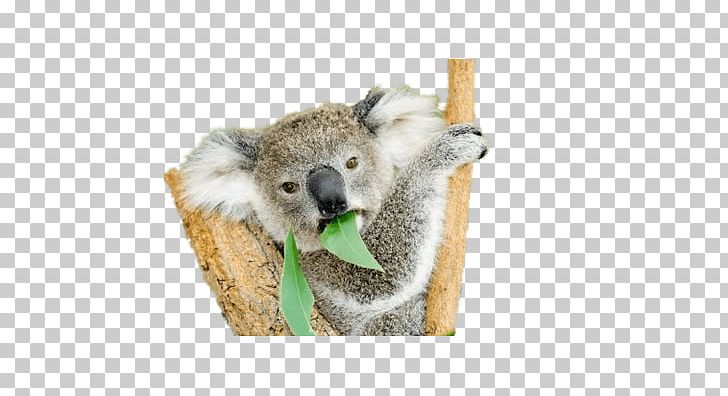 Koala Bear Wombat Marsupial Kangaroo PNG, Clipart, Animal, Animals, Australia, Australian Koala Foundation, Bear Free PNG Download