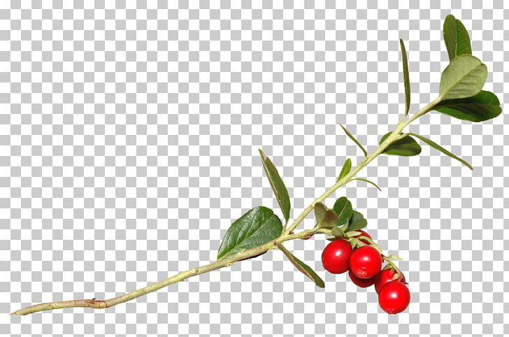 Lingonberry Holly Cranberry Rose Hip Cherry PNG, Clipart, Aquifoliaceae, Berry, Branch, Cherry, Cranberry Free PNG Download