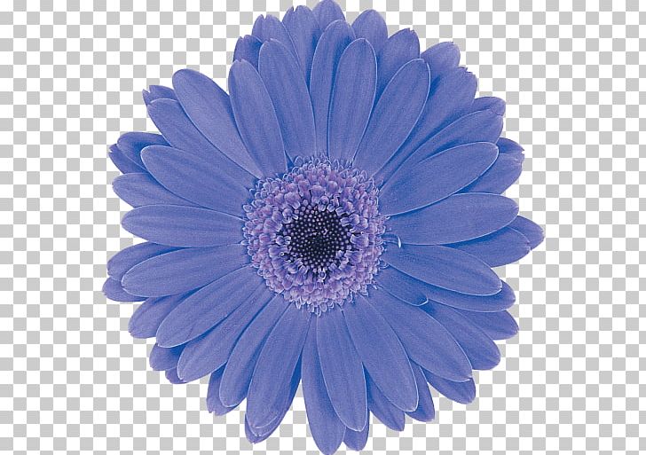 Transvaal Daisy Flower Green Color Perri Farms Wholesale PNG, Clipart, Aster, Blue, Brown, Chrysanthemum, Chrysanths Free PNG Download