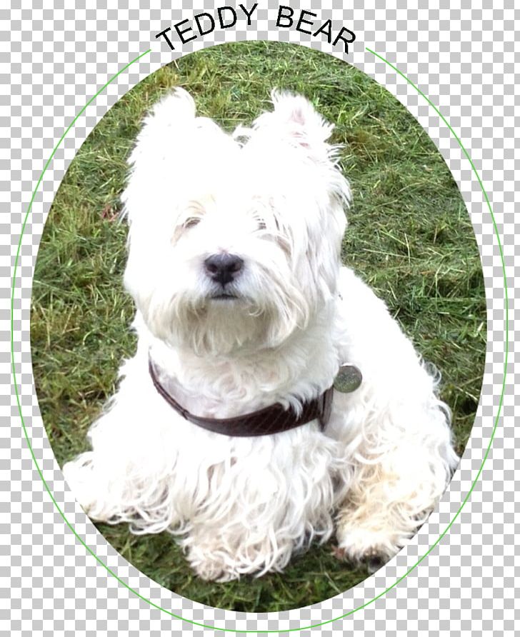 Glen West Highland White Terrier Dandie Dinmont Terrier Sporting Lucas Terrier Soft-coated Wheaten Terrier PNG, Clipart, Breed, Carnivoran, Companion Dog, Dandi, Dog Breed Free PNG Download