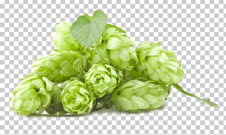 India Pale Ale Beer Amarillo Hops PNG, Clipart, Amarillo Hops, Beer, Beer Brewing Grains Malts, Brewery, Common Hop Free PNG Download