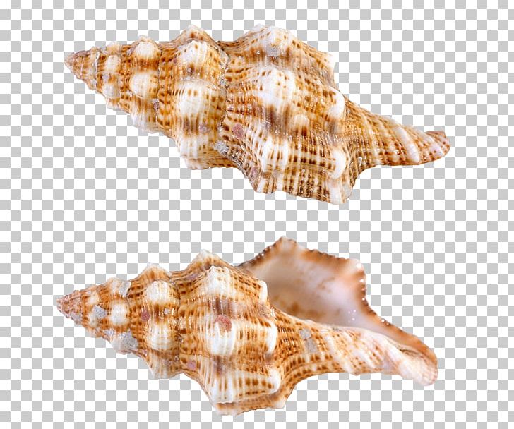 Papua New Guinea Seashell Computer File PNG, Clipart, Beach, Clipart, Computer File, Conch, Conchology Free PNG Download