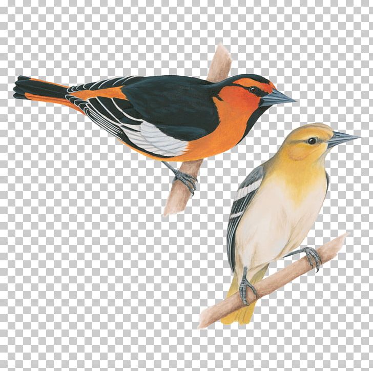 Songbird Baltimore Oriole American Crow Old World Oriole PNG, Clipart, American Crow, American Robin, Animals, Baltimore Oriole, Beak Free PNG Download