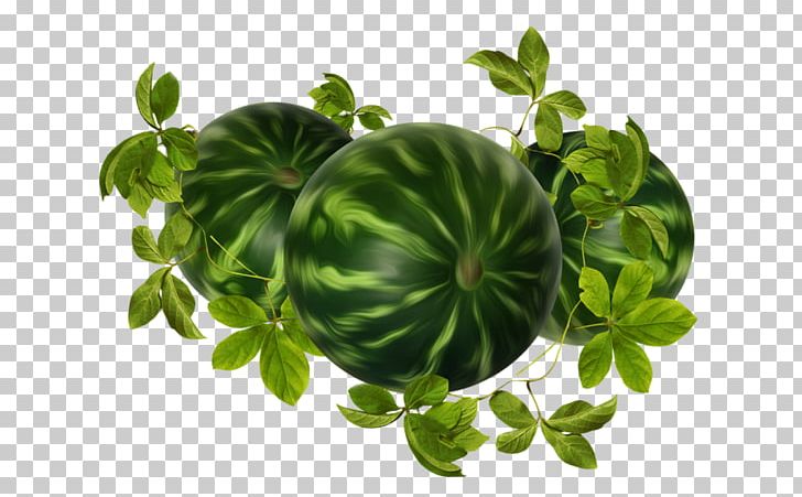 Watermelon Fruit Drawing PNG, Clipart, Ansichtkaart, Art Blog, Birthday, Blog, Drawing Free PNG Download