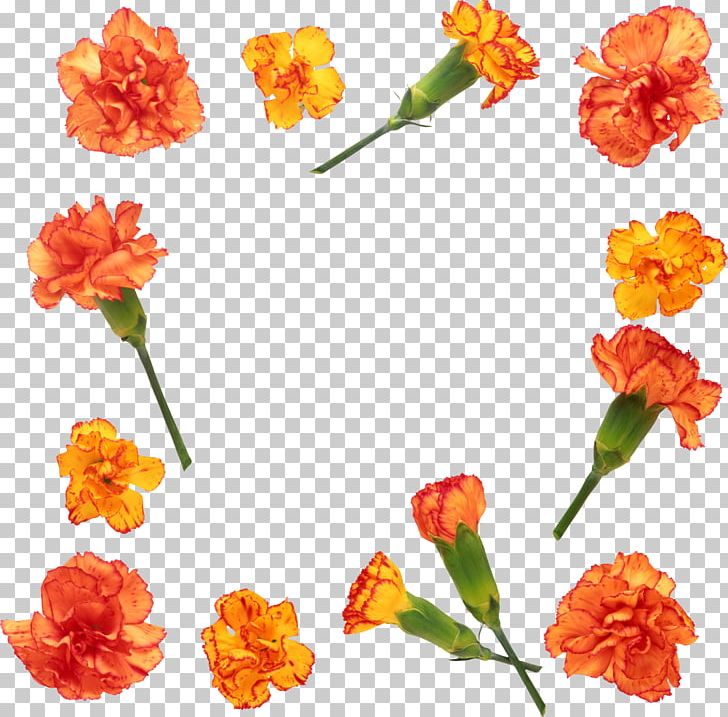 Carnation Flower Stock Photography PNG, Clipart, Carnation, Cut Flowers, Download, Flower, Flowering Plant Free PNG Download