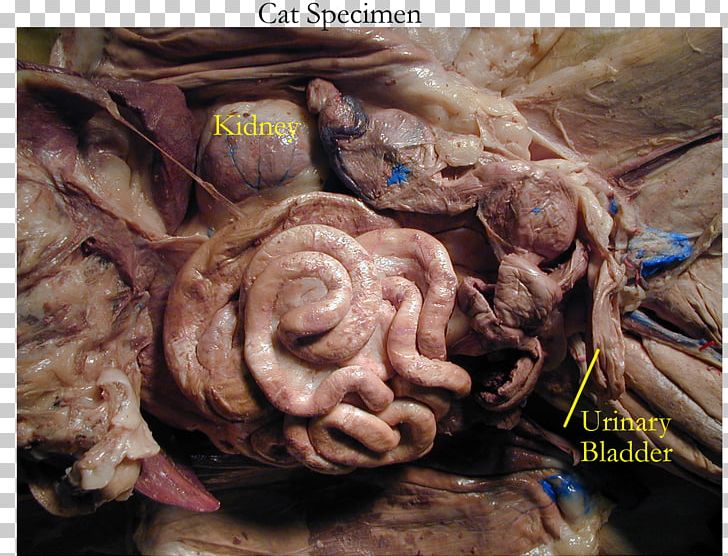 adrenal glands cat