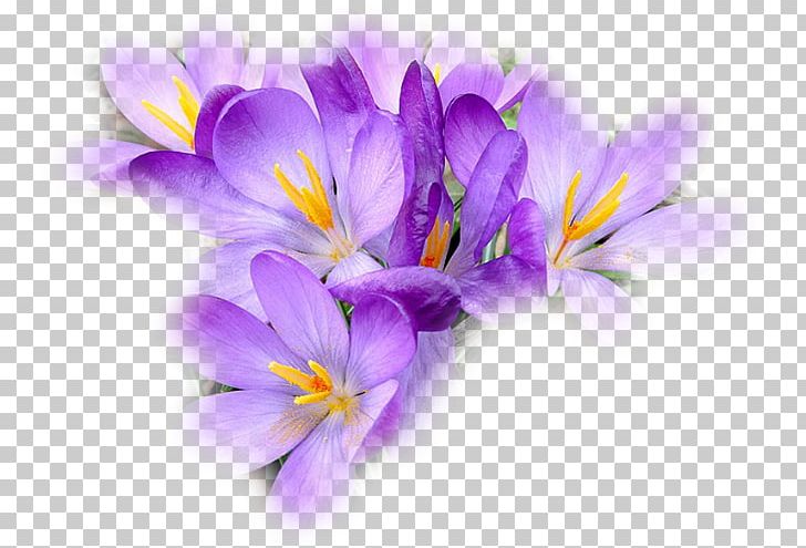Crocus Saffron Close-up Herbaceous Plant PNG, Clipart, Closeup, Close Up, Crocus, Flower, Flowering Plant Free PNG Download