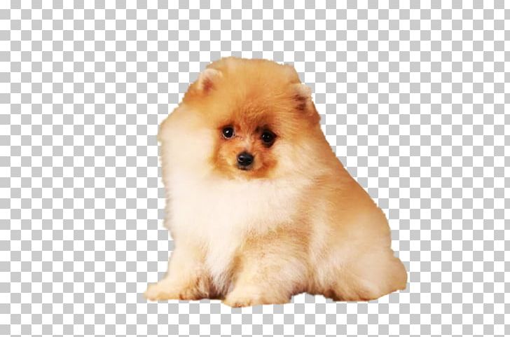 German Spitz Klein Pomeranian Volpino Italiano Puppy PNG, Clipart, Animals, Boo, Breed, Breed Group Dog, Carnivoran Free PNG Download