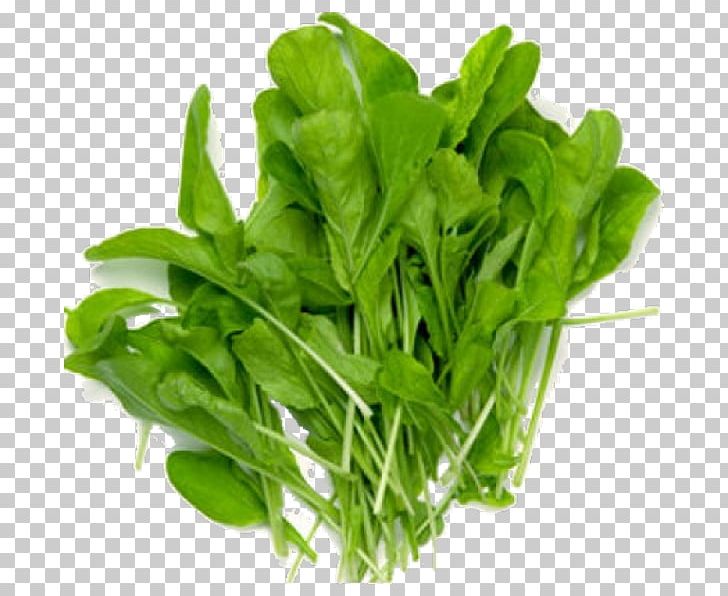 Hydroponics Vegetable Organic Farming Leaf Lettuce Mustards PNG, Clipart, Arugula, Basil, Brassica Oleracea, Chard, Choy Sum Free PNG Download