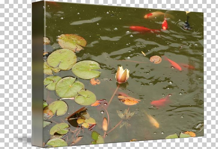 Koi Fish Pond Photography Water Lilies PNG, Clipart, Allposterscom, Electronic Frontier Foundation, Fish Pond, Koi, Leaf Free PNG Download