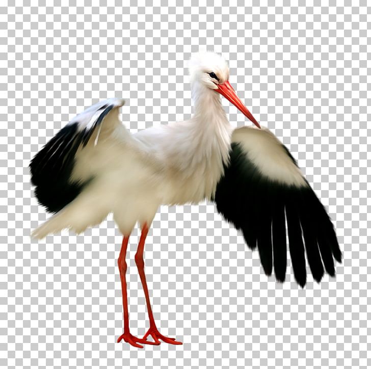 White Stork Bird Frame PNG, Clipart, Animals, Beak, Bird, Ciconiiformes, Clip Art Free PNG Download
