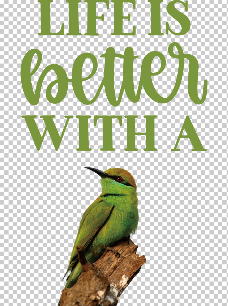 Life Better PNG, Clipart, Beak, Better, Biology, Birds, Life Free PNG Download