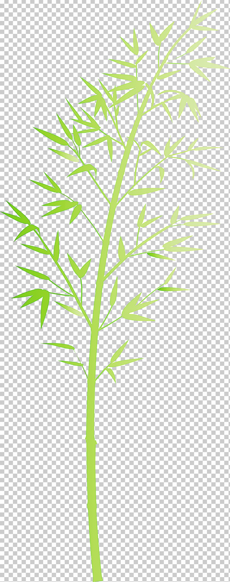 Bamboo Leaf PNG, Clipart, Bamboo, Flower, Grass, Grass Family, Herbaceous Plant Free PNG Download