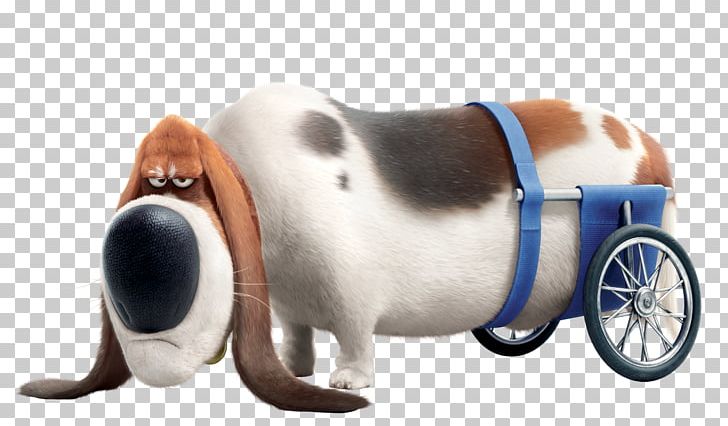 Basset Hound Gidget Universal S Pet Illumination Entertainment PNG, Clipart, Basset Hound, Chris Meledandri, Comedy, Dog, Dog Like Mammal Free PNG Download