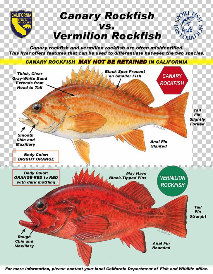 Northern Red Snapper Pacific Ocean Perch Canary Rockfish Yelloweye Rockfish Fishing PNG, Clipart, Angling, Animal Source Foods, Ecos, Fauna, Feeder Fish Free PNG Download