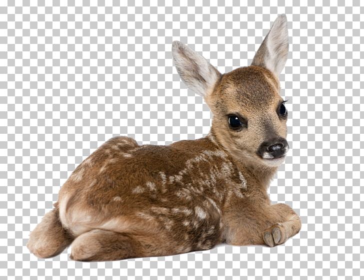 Roe Deer White-tailed Deer Dog Stock Photography PNG, Clipart, Animals, Cuteness, Deer, Desktop Wallpaper, Dog Free PNG Download