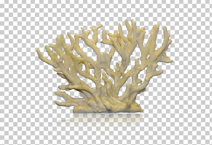 Staghorn Coral Coral Reef Alcyonacea PNG, Clipart, Alcyonacea, Bit, Brain Coral, Branch, Branch Coral Free PNG Download