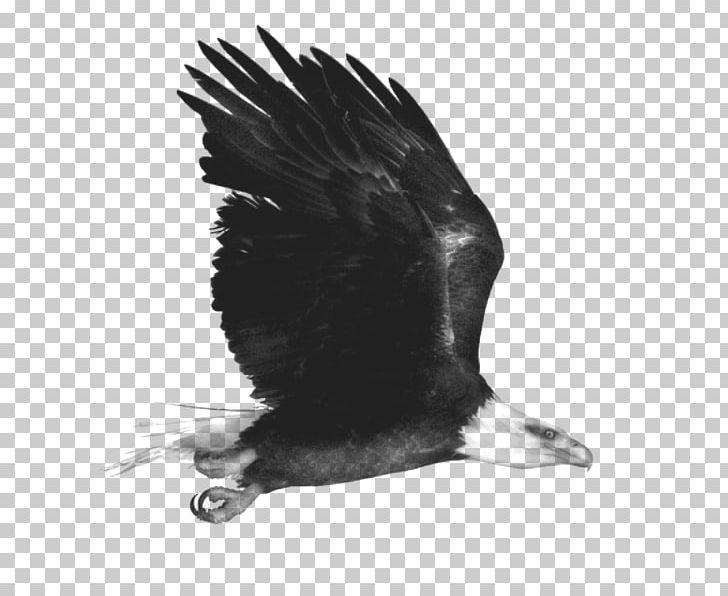 Eagle Black And White Monochrome PNG, Clipart, 3d Animation, Albom, Animal, Animals, Animation Free PNG Download