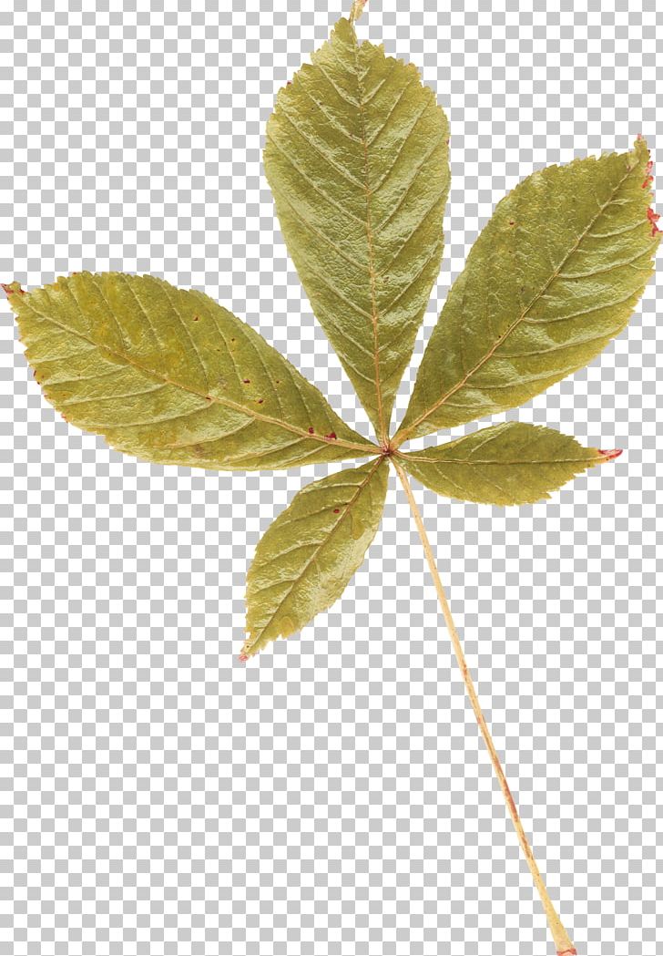 Leaf Photography PNG, Clipart, Branch, Chestnut, Cobbler, Flower, Leaf Free PNG Download