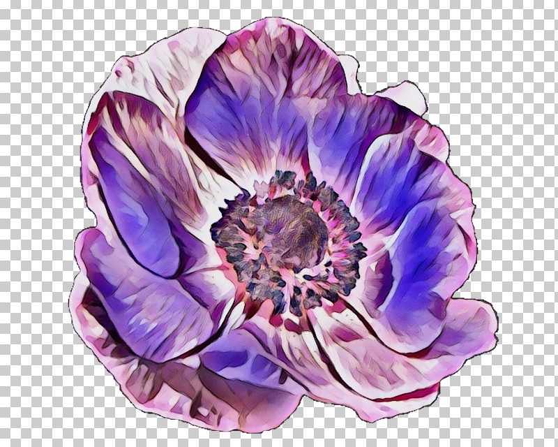 Lavender PNG, Clipart, Anemone, Biology, Cobalt, Cobalt Blue, Cut Flowers Free PNG Download