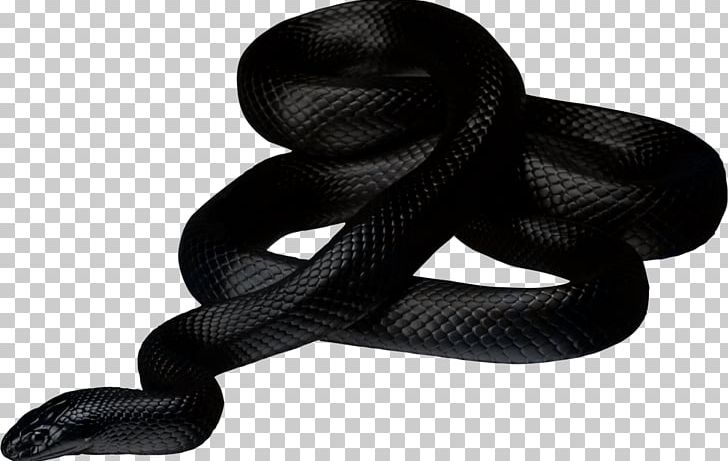 Black Snake PNG, Clipart, Animals, Snakes Free PNG Download