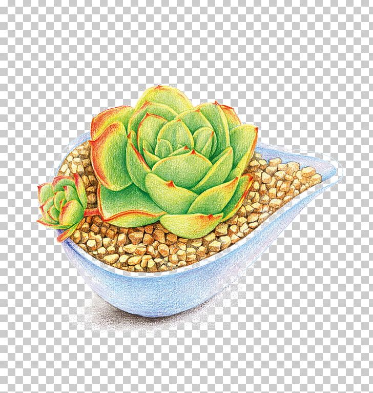 Cartoon Succulent Plant Animation Illustration PNG, Clipart, Color, Colored Pencil, Decoration, Designer, Download Free PNG Download