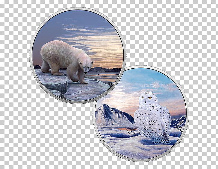 Snowy Owl Canada Coin Bird PNG, Clipart, Bear, Bird, Canada, Carnivoran, Coin Free PNG Download