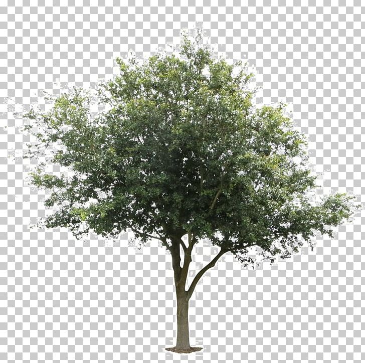 Tree Deciduous Plant Architecture Wood PNG, Clipart, Acorn, Architectural, Architecture, Black Locust, Branch Free PNG Download