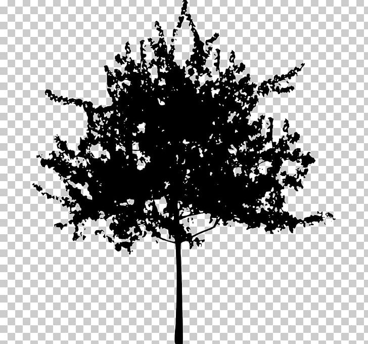 Tree Silhouette PNG, Clipart, Birch, Black And White, Branch, Drawing, Flowering Plant Free PNG Download